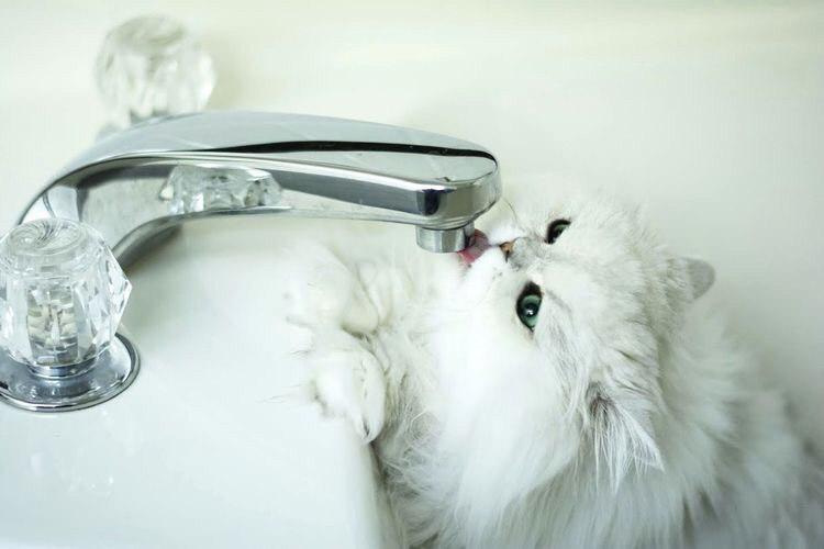 Persian Cat drinking water from the faucet