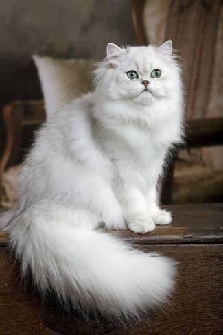 white Persian Cat sitting on the table