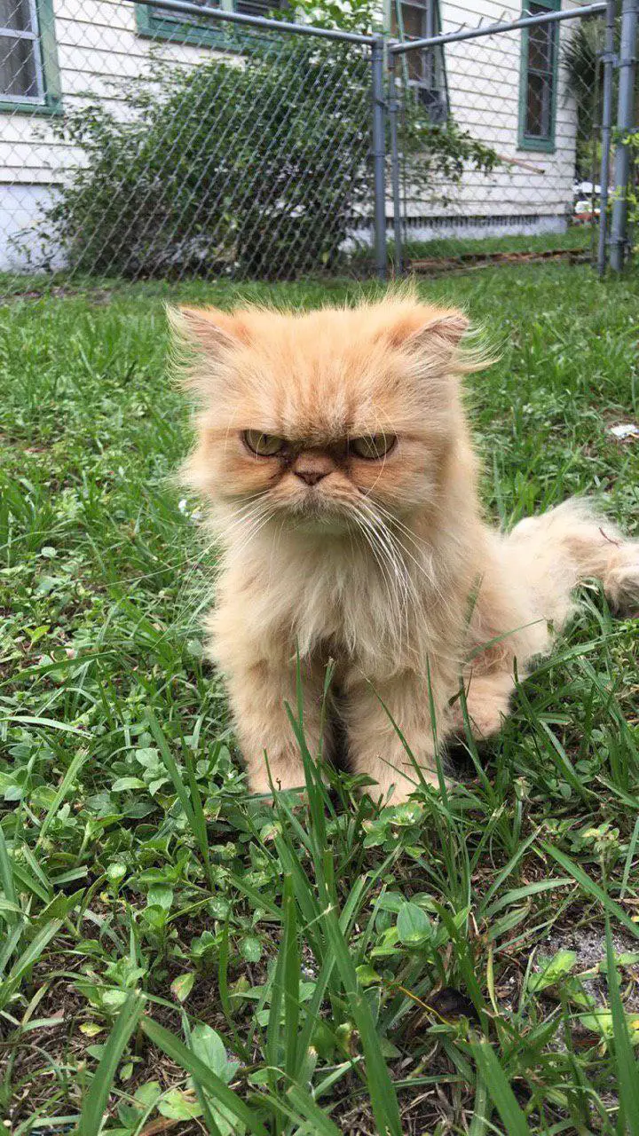 angry Persian Cat while sitting on the green grass