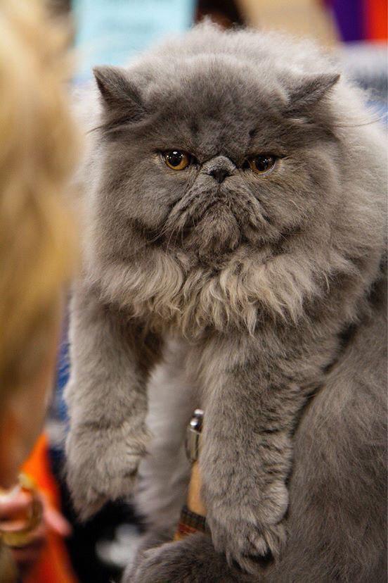 upset faced Persian Cat