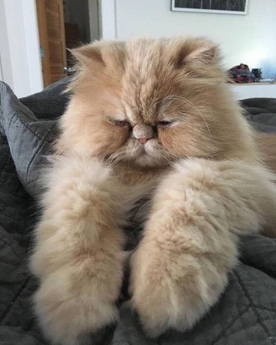 grumpy Persian Cat on the bed