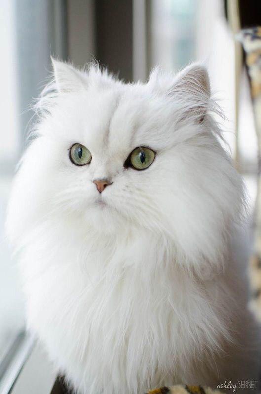 white Persian Cat by the window