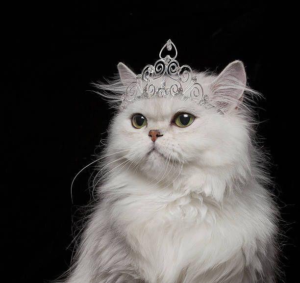 white Persian Cat wearing a princess crown in an isolated black background