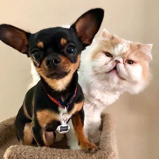 chihuahua with a Persian Cat behind it