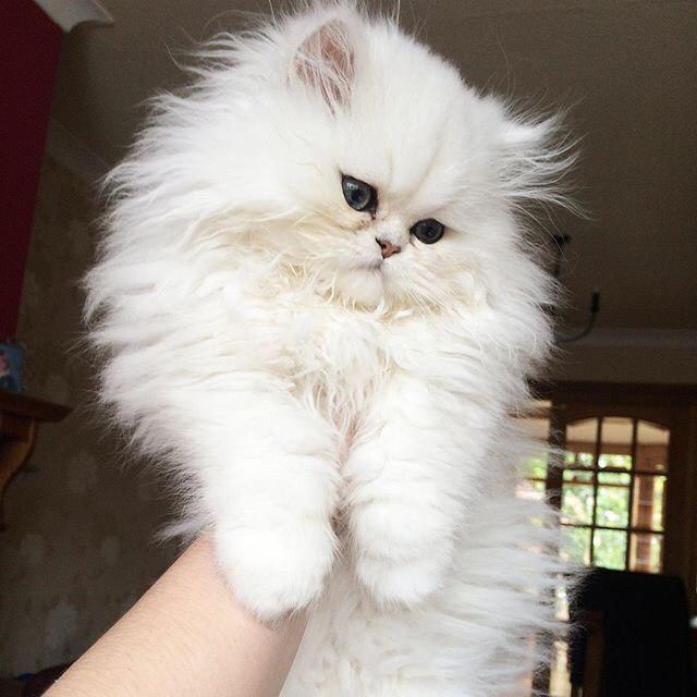 holding up a white Persian Cat