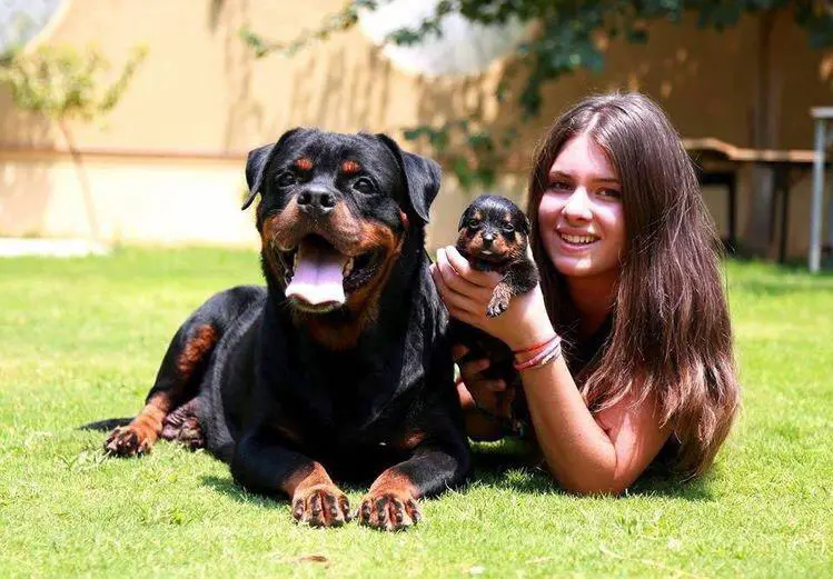 a girl lying in the yard while holding a Rottweiler puppy next to a Rottweiler mother