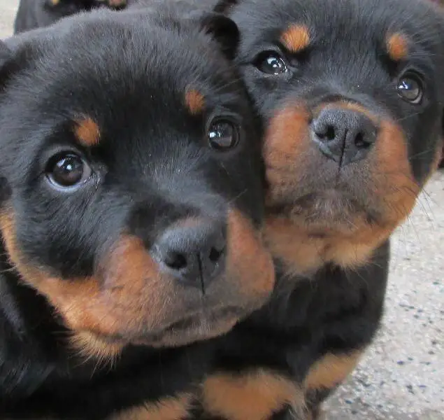 two Rottweiler puppies with its adorable faces next to each other