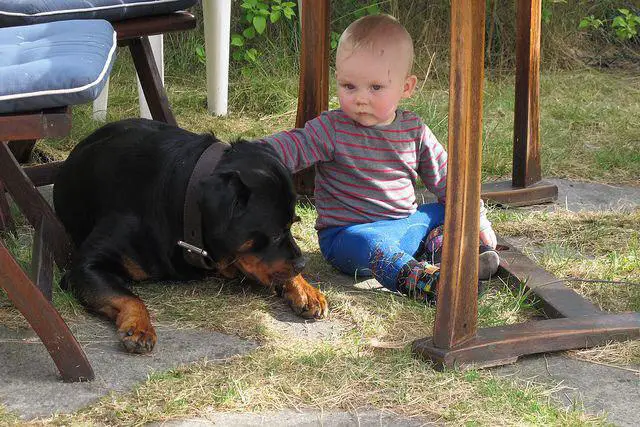 Rottweiler lying down on under the table in the yard next to baby boy