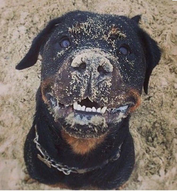 Rottweiler sitting on the sand while smiling with sand on its face