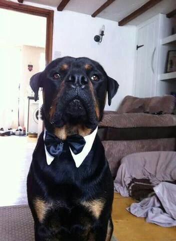 Rottweiler wearing a white collar with black bow tie while sitting on the floor
