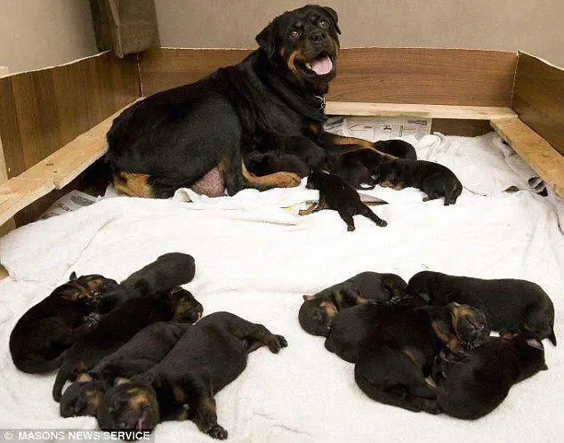 a happy mother Rottweiler lying on its bed with her puppies