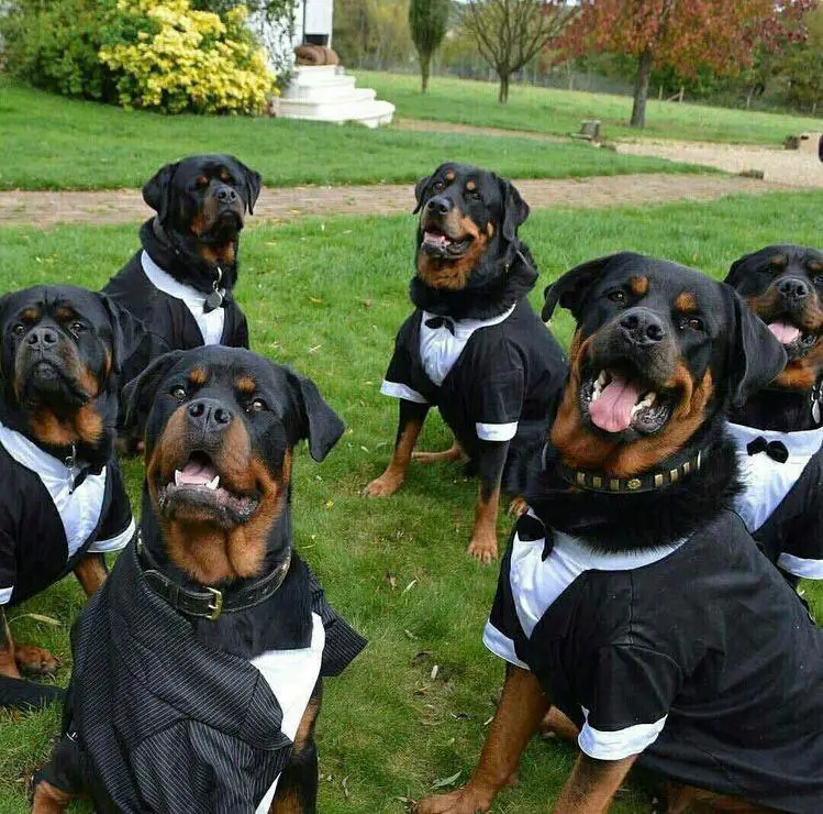 six Rottweilers sitting on the green grass in their suit and tie outfit