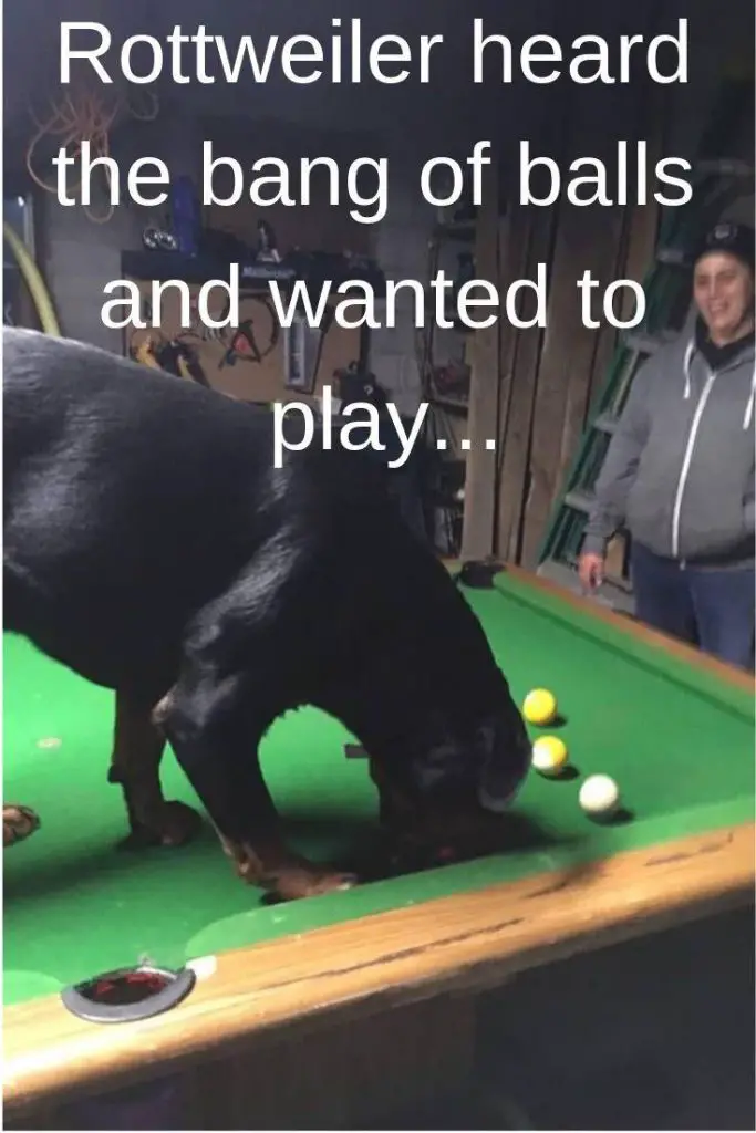 Rottweiler standing on top of the billiard table while paying with the ball photo with a text 