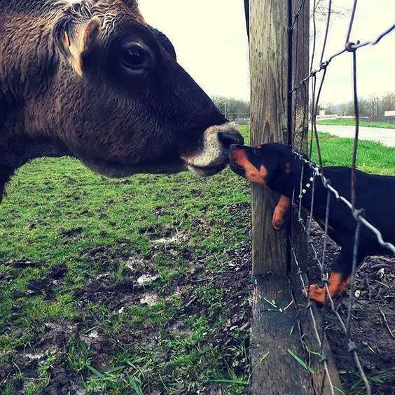 Rottweiler kissing a cow through the fence