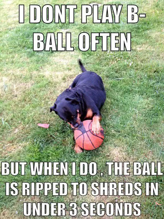 Rottweiler lying down on the grass while biting the b-ball photo with a text 