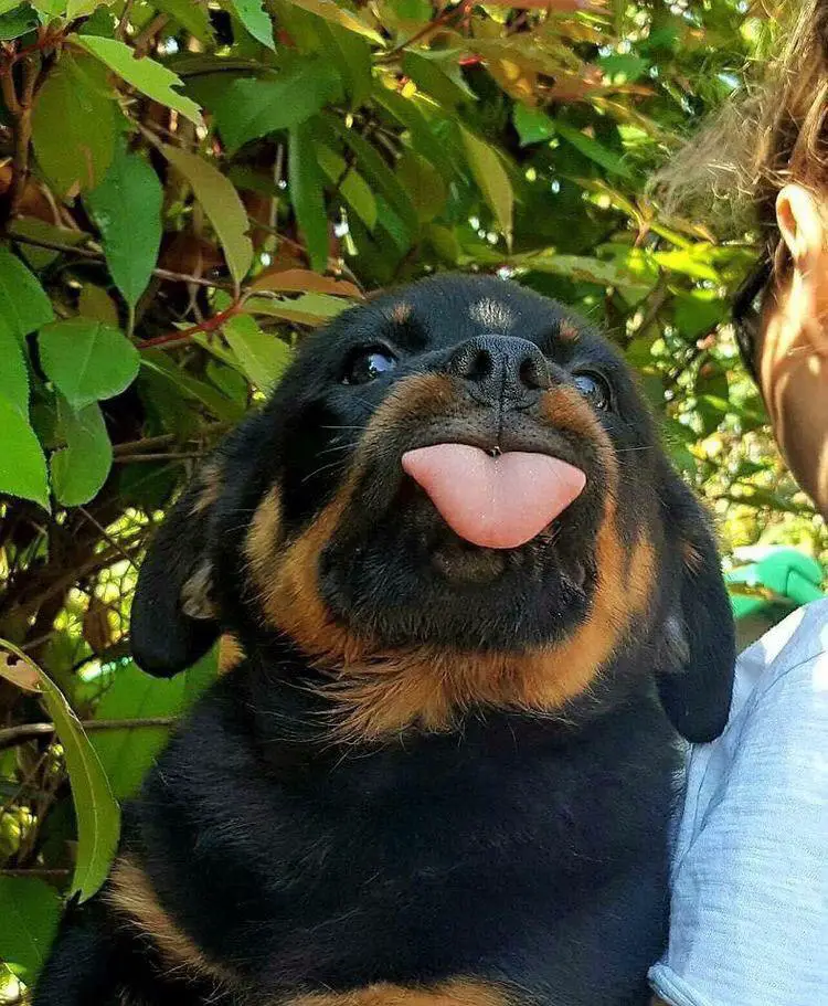Rottweiler puppy adorable sticking its tongue out while raising its head