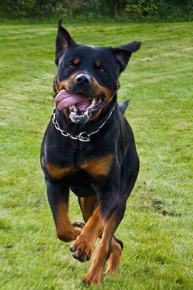 Rottweiler running in the yard with its mouth open and its tongue sticking out on the side of its mouth