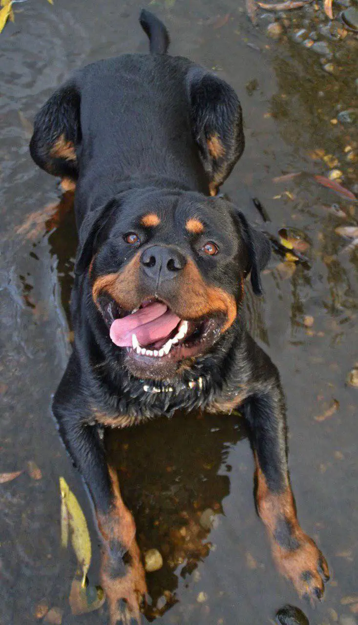 a happy Rottweiler lying down in the water