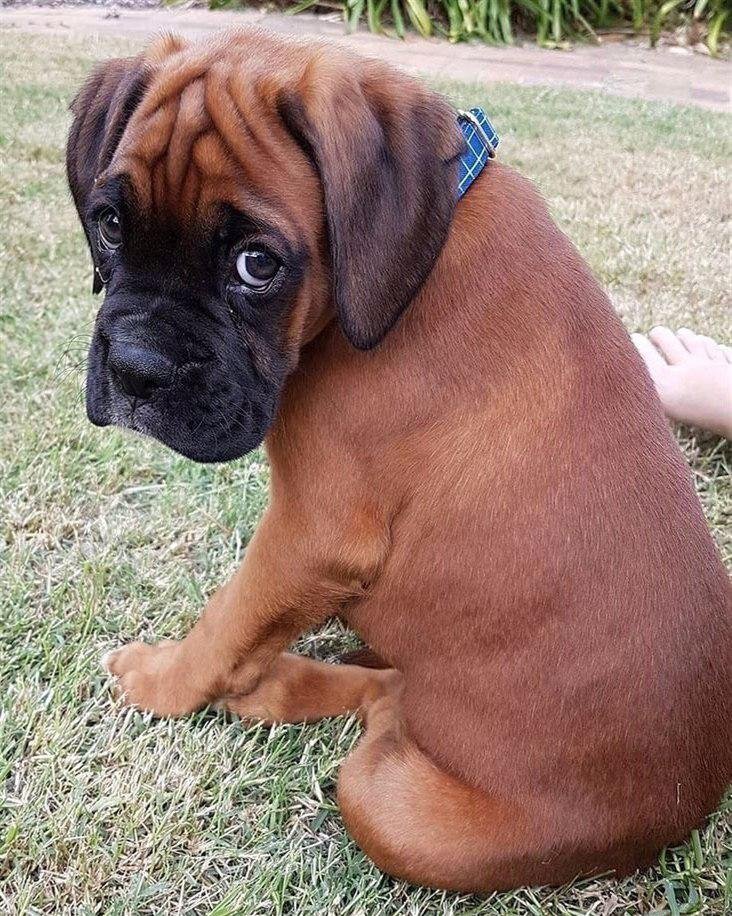 Boxer sitting on the green grass with its begging face