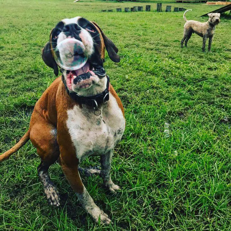 Boxer Dog playing with bubbles in the field