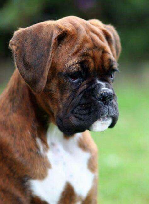 Boxer Dog's sad face
