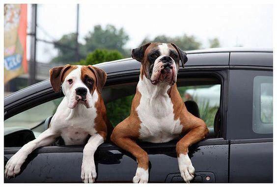 two Boxer Dogs on the car window