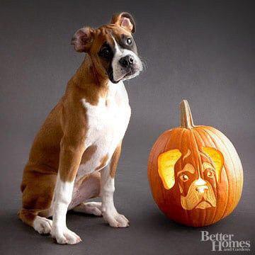 Boxer Dog sitting on the floor with a pumpkin engraved with its face
