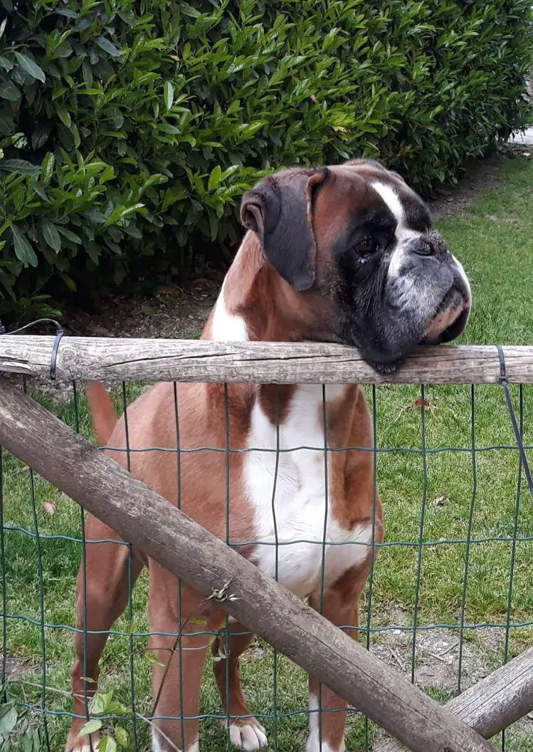Boxer Dog behind the fence with its sad face