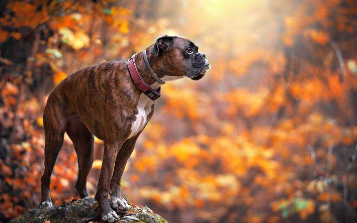 Boxer Dog standing on top of a rock in the forest