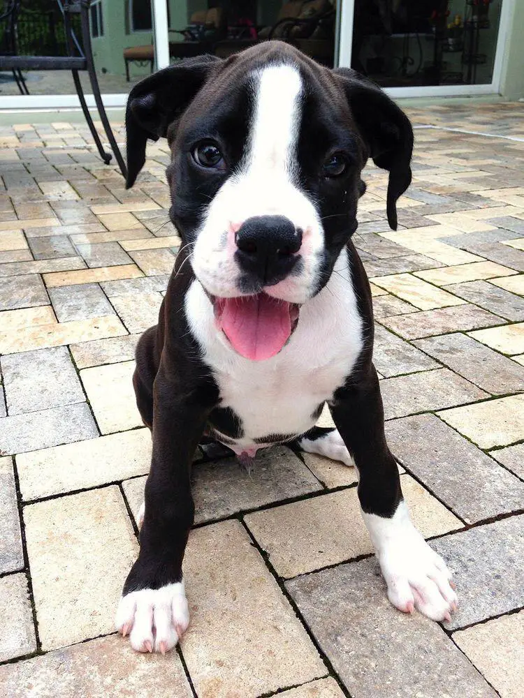 black and white Boxer puppy sitting on the pavement