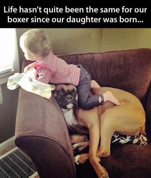 photo of a kid on top of a Boxer Dog with a text 