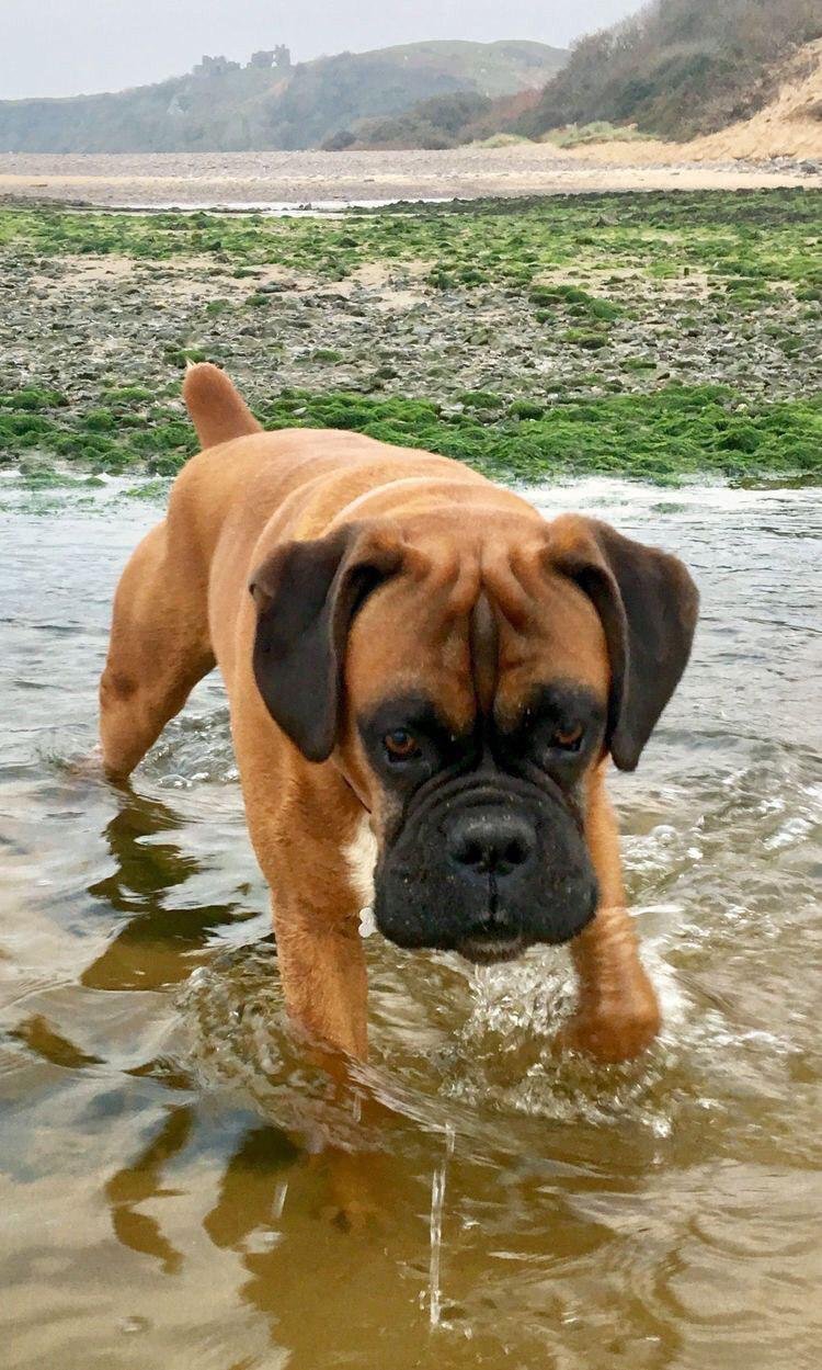 Boxer Dog walking in the water