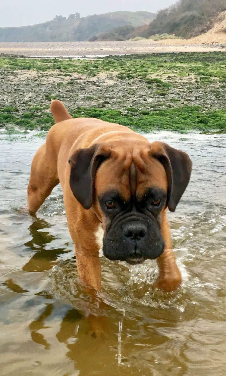 Boxer Dog walking in the water