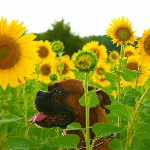 Boxer Dog in the field of flowers