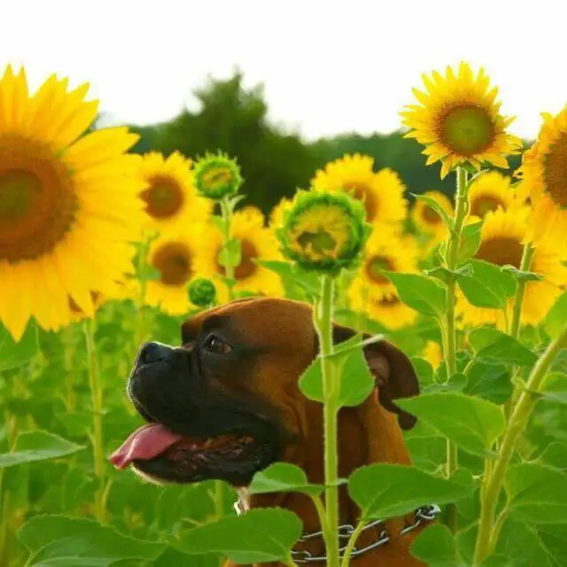 Boxer Dog in the field of flowers