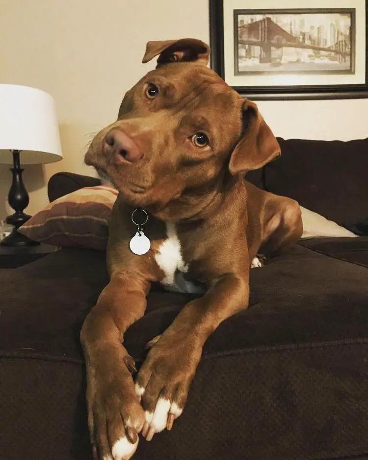 a brown Pit Bull lying on the couch while staring and tilting its head