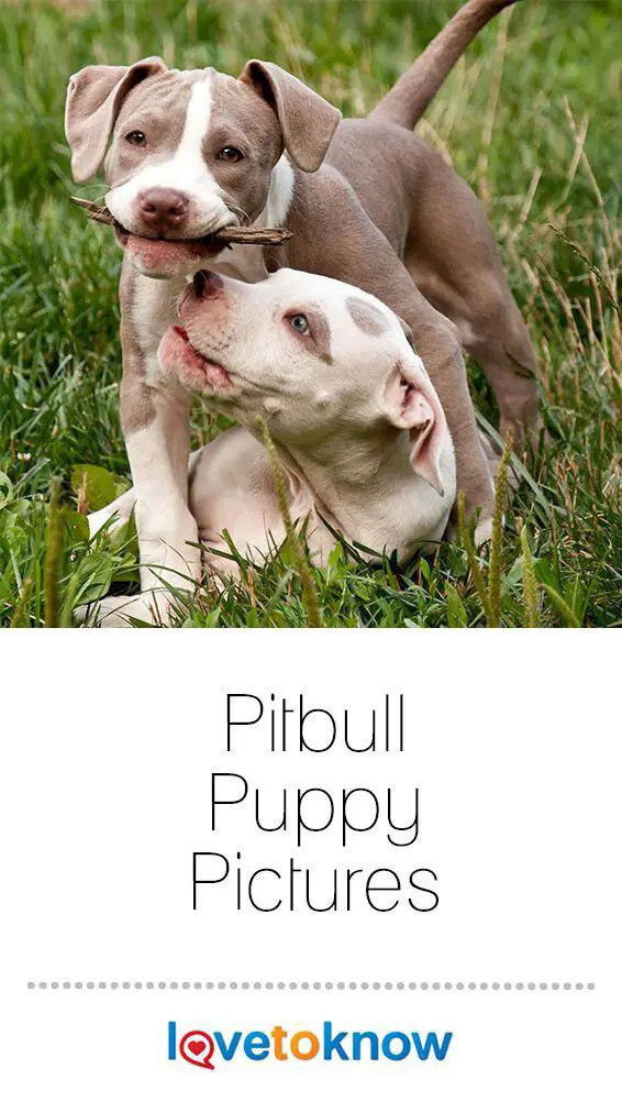 two Pit Bull puppies playing with a stick in the yard