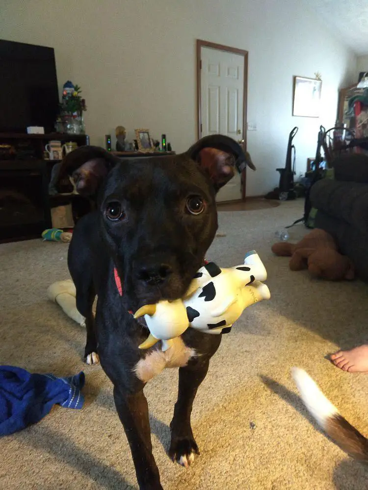 A Pit Bull standing on the floor while holding a cow stuffed toy with its mouth