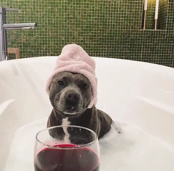 A Pit Bull sitting behind the glass of wine inside the bathtub while wearing a pink towel on top of its head