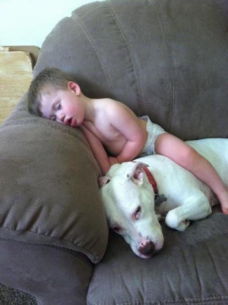 A Pit Bull lying on the couch with a kid sitting on top of him while sleeping