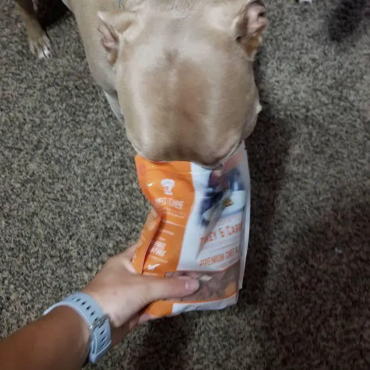 A Pit Bull standing on the floor while eating treats from a pack