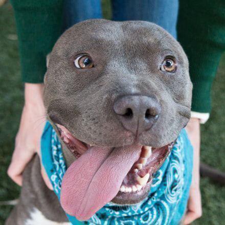 A Pit Bull sitting wearing a blue scarf while smiling with its tongue out sticking on the side of its mouth while a woman is behind him