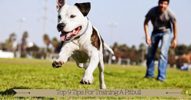 A Pit Bull puppy running at the park with a man behind him