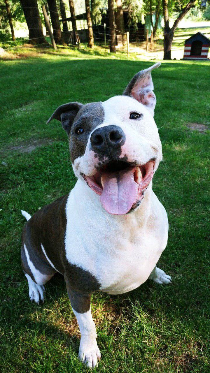 A Pit Bull sitting on the grass while smiling