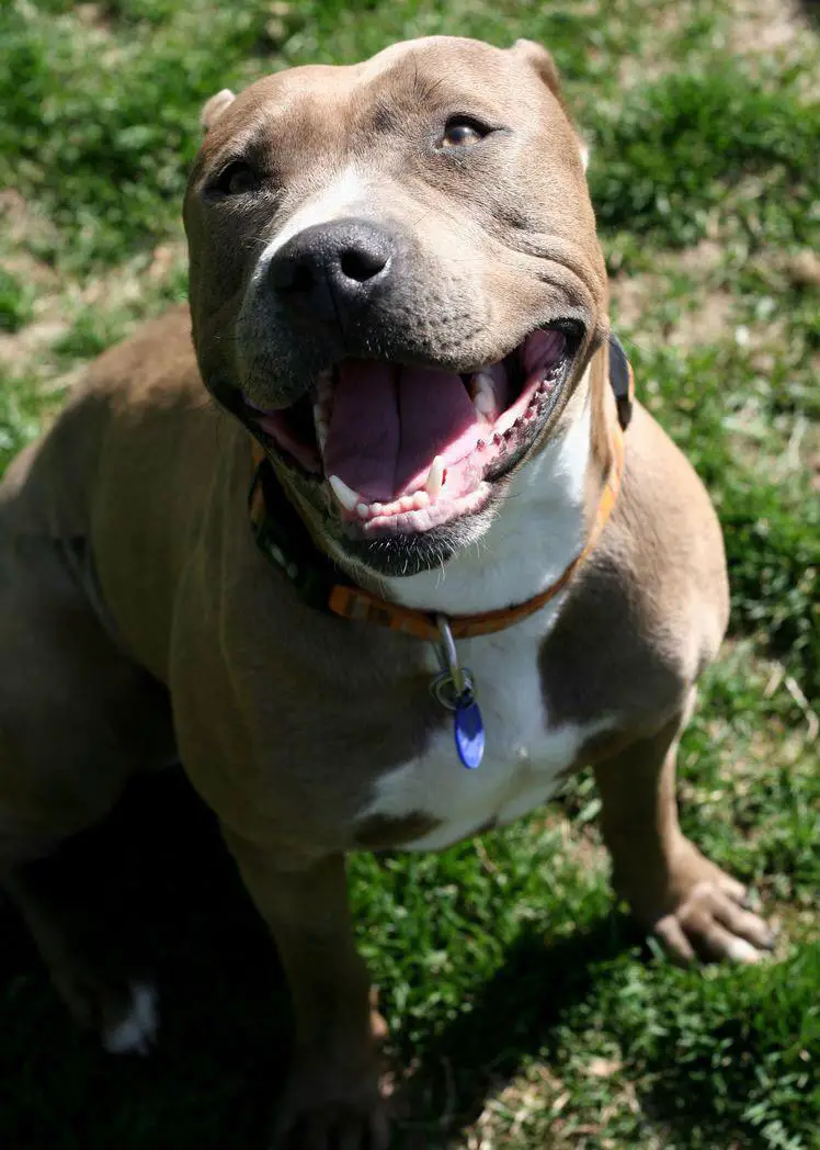 A Pit Bull sitting on the grass while smiling under the sun
