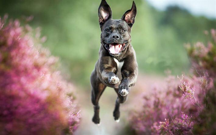 A Pit Bull running in the field of purple flowers