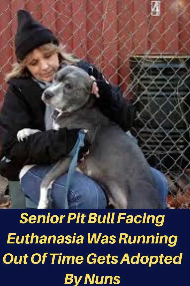 A Pit Bull leaning towards the woman sitting on the chair photo and with caption - Senior Pit Bull facing euthanasia was running out of time gets adopted by nuns