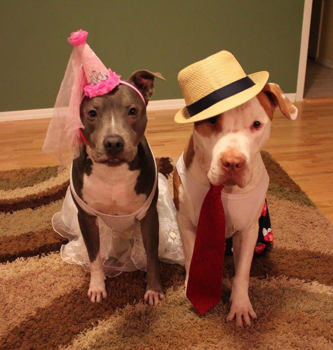 two Pit Bull wearing their halloween costume while sitting on the carpet