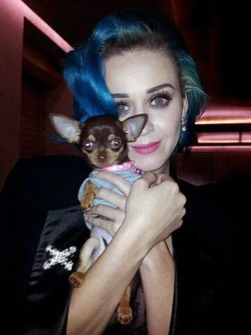 Katy Perry holding a cute chihuahua