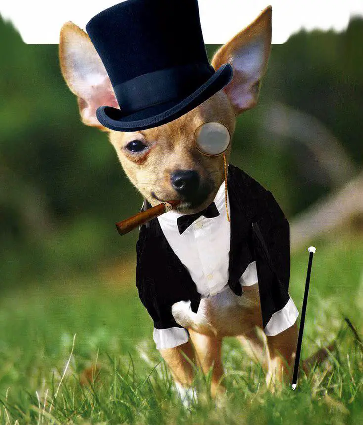 chihuahua picture edited into wearing a suit, hat, a glass for one eye and a tobacco on its mouth